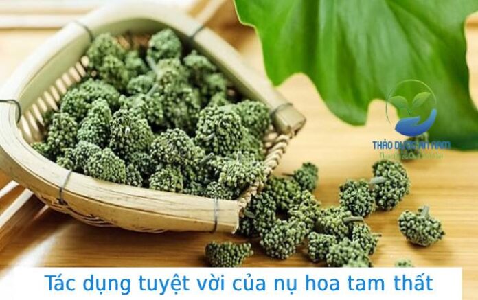 Tác dụng tuyệt vời nụ hoa tam thất đối với sức khỏe