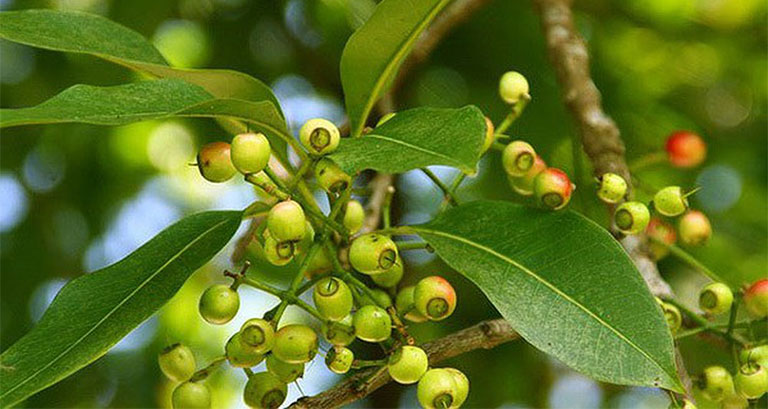 Lá vối – loại cây quen thuộc ở các vùng quê Việt Nam