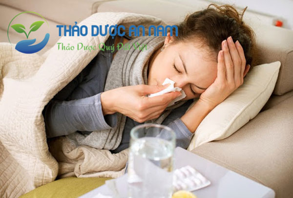 Bài thuốc chữa bệnh cảm cúm